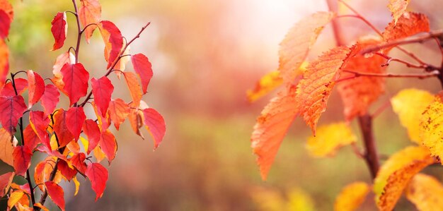 Fondo de otoño con hojas rojas y amarillas en los árboles en el panorama de fondo borroso