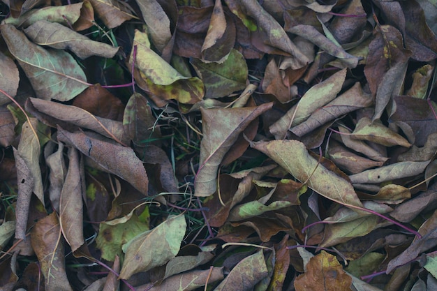 Fondo de otoño de hojas secas de otoño La textura de las hojas