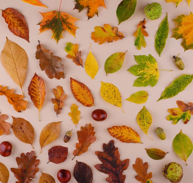 Fondo de otoño con hojas secas