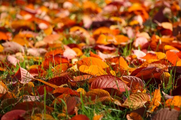 Fondo de otoño de loseup de hojas de haya rojo brillante con enfoque selectivo