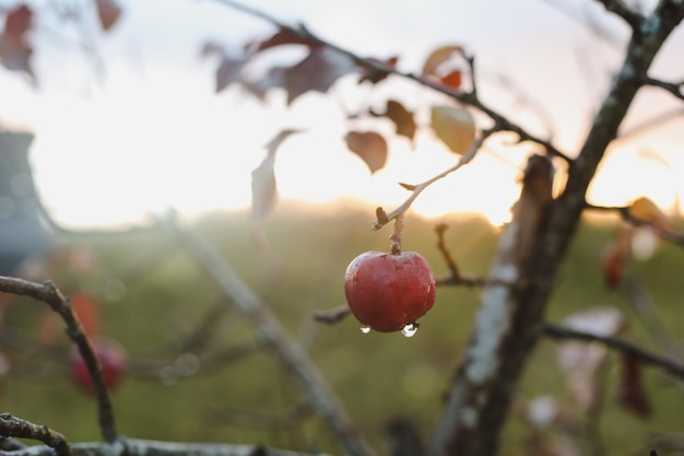 Fondo de otoño con manzanas rojas en las ramas en el jardín
