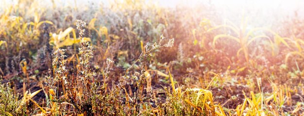 Fondo de otoño con matorrales de hierba y malezas en un clima soleado