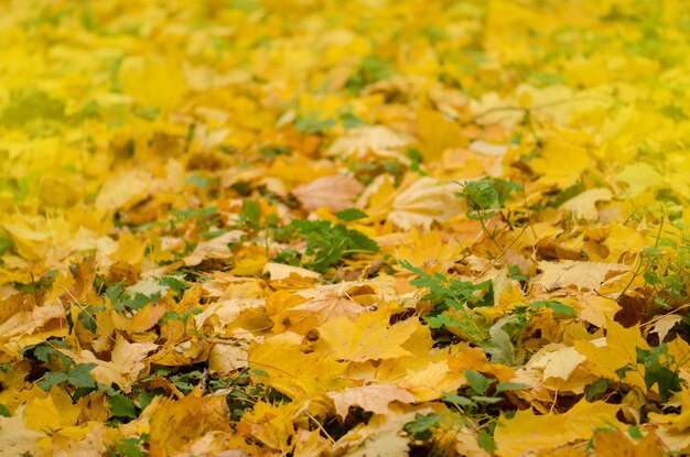 Fondo de otoño multicolor con hojas Fondo de hojas de otoño en un día soleado Hojas de árboles coloridos