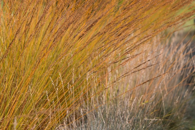 Fondo de otoño natural. Fondo abstracto de hierbas ornamentales secas