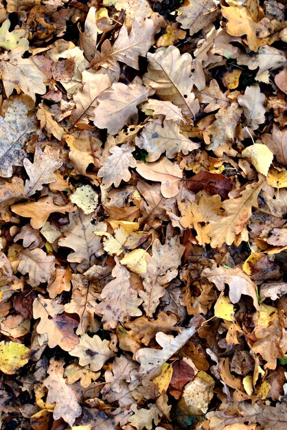 Fondo de otoño natural de hojas de bosque