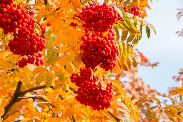 Fondo de otoño natural. Primer plano de hojas amarillas y bayas rojas de serbal