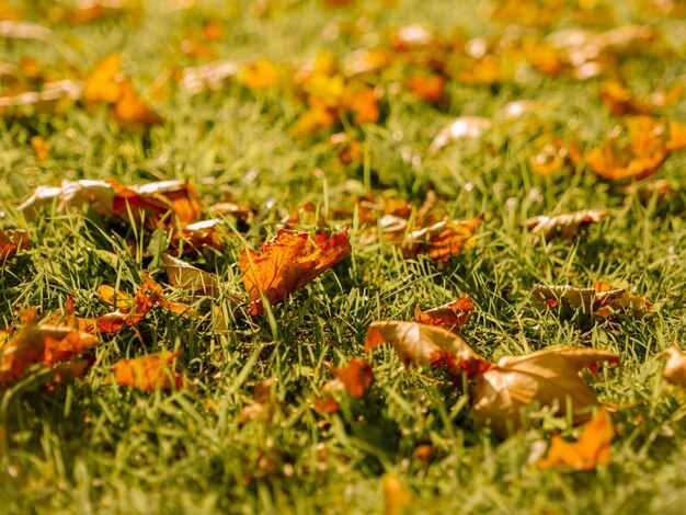 Foto fondo de otoño en octubre y noviembre de hojas de oro en el parque en la hierba