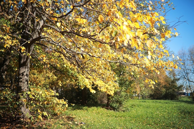 Fondo de otoño en el parque durante el día.