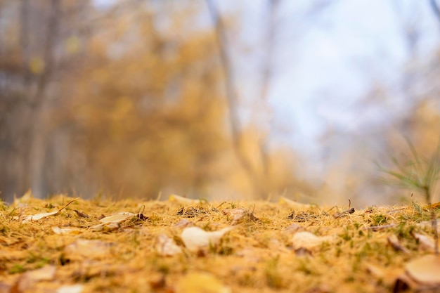 Fondo de otoño de un parque vacío para una foto de producto espacio de copia de mesa de bosque de otoño