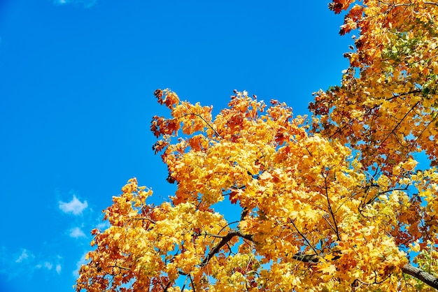 Fondo de otoño. Árbol de otoño con hojas de colores contra el cielo azul