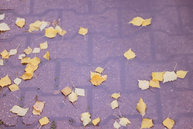 fondo de otoño relajarse, hojas amarillas mojadas papel pintado atmósfera ruta