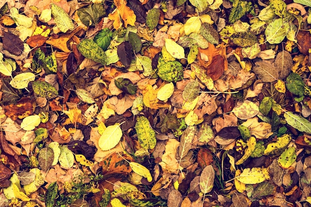 Fondo de otoño saturado brillante con hojas multicolores caídas