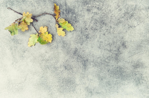 Fondo de otoño de textura de piedra de hojas de roble amarillo