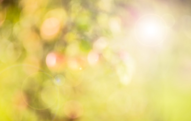 Fondo de otoño de verano de un jardín, bosque o parque desenfocado con luz solar.