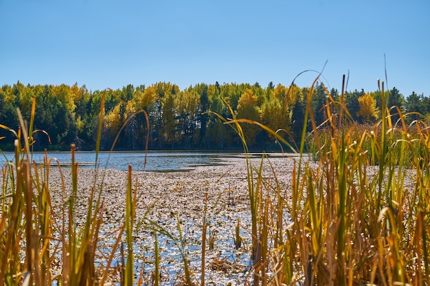 Fondo de otoño