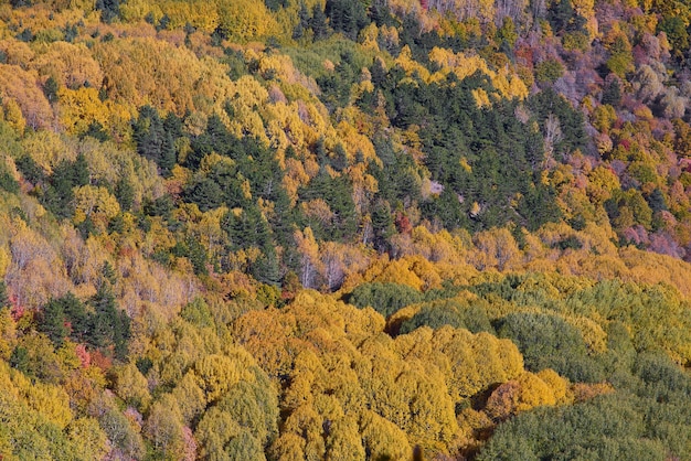 Fondo de otoño