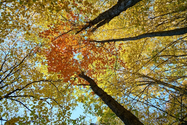 Foto fondo de otoño