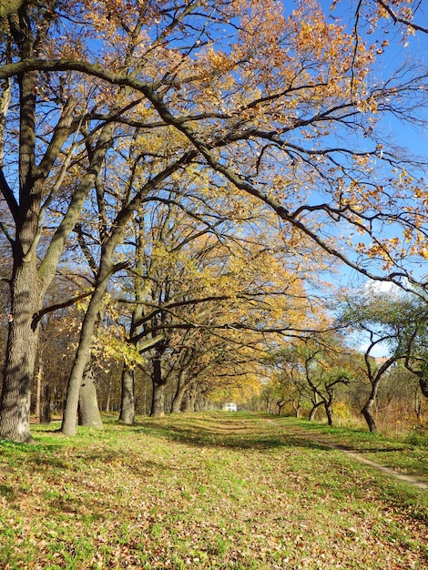 el fondo de otoño