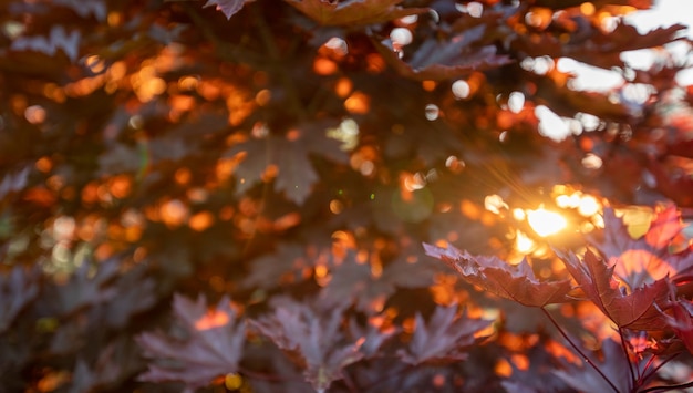 Fondo de otoño