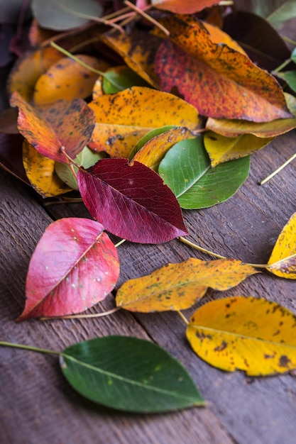 El fondo de otoño