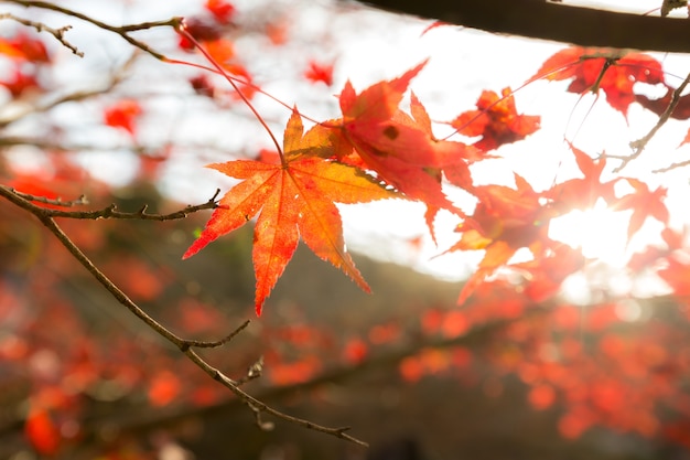 Fondo de otoño