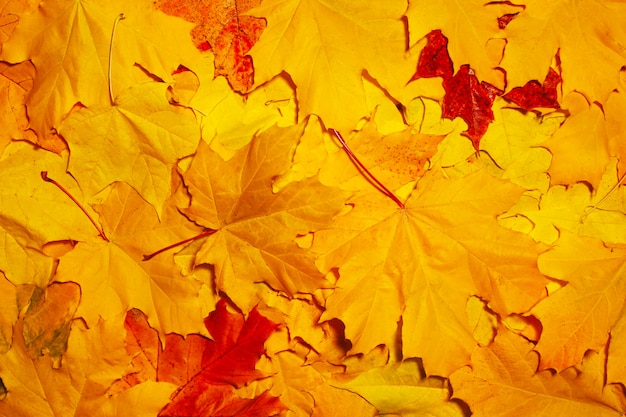 Fondo de otoño