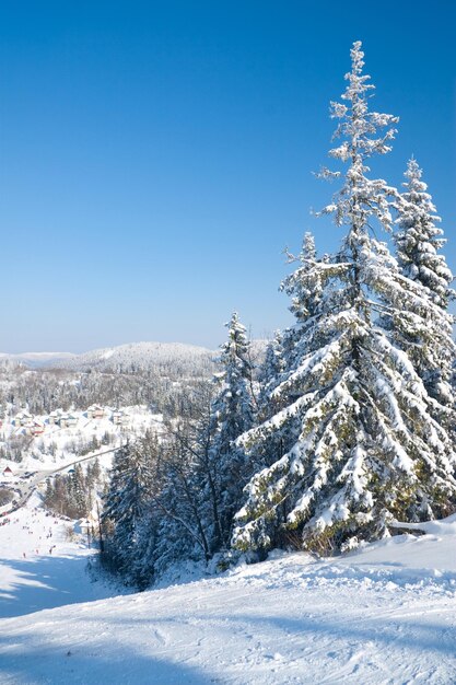 Fondo de país de las maravillas de invierno Día soleado helado en bosque de abetos de montaña Árboles nevados y cielo azul