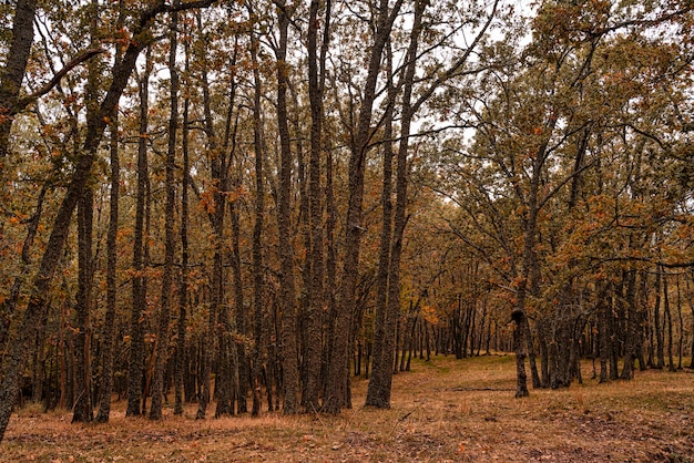 Fondo de paisaje autunal con hojas caídas