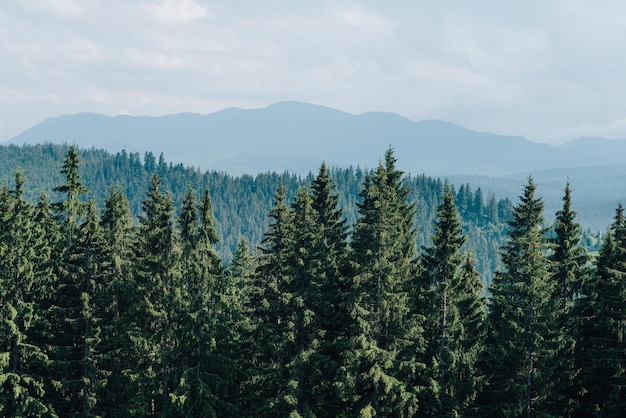 Fondo del paisaje Bosque de abetos sobre un fondo de paisaje de montaña y cielo