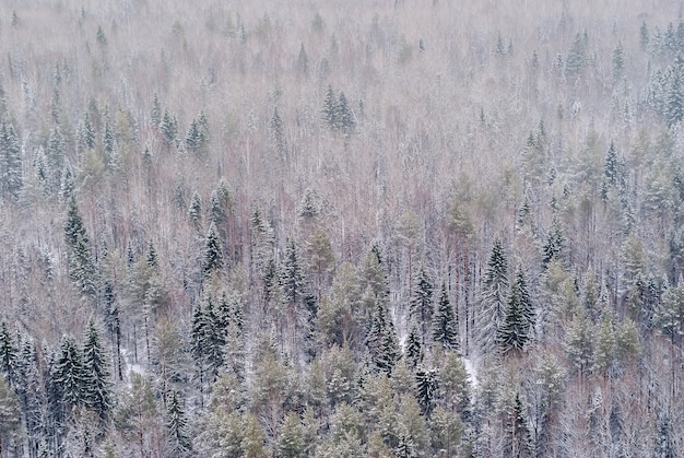 Fondo, paisaje - bosque de invierno cubierto de nieve, taiga, vista superior