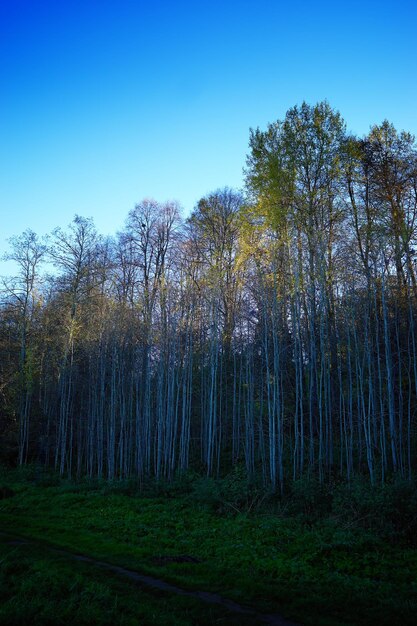 Fondo de paisaje de bosque de otoño