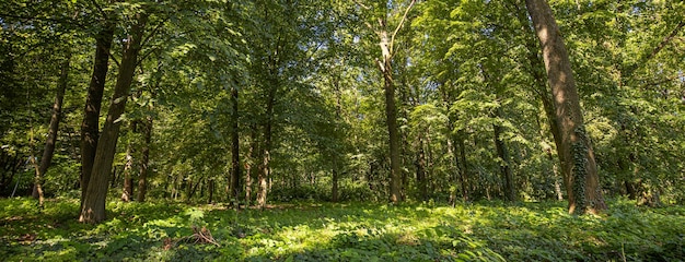 Fondo de paisaje de bosque verde al amanecer. Concepto de naturaleza ecológica, libertad verde escénica.