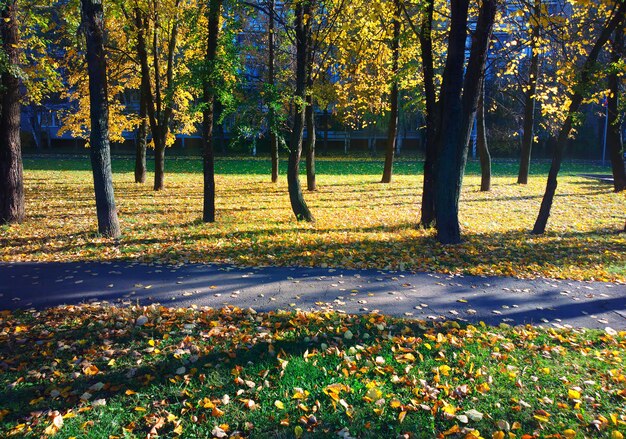 Fondo de paisaje de callejón de otoño horizontal