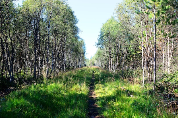 Fondo de paisaje de camino forestal hd