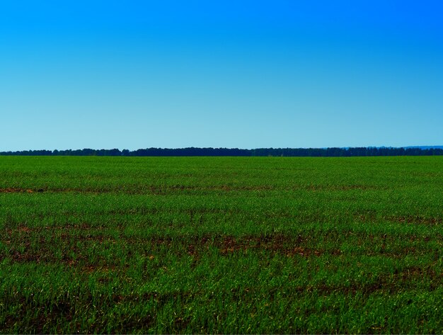 Fondo de paisaje de campo verde espectacular