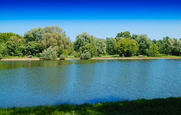 Fondo de paisaje de estanque de parque de verano