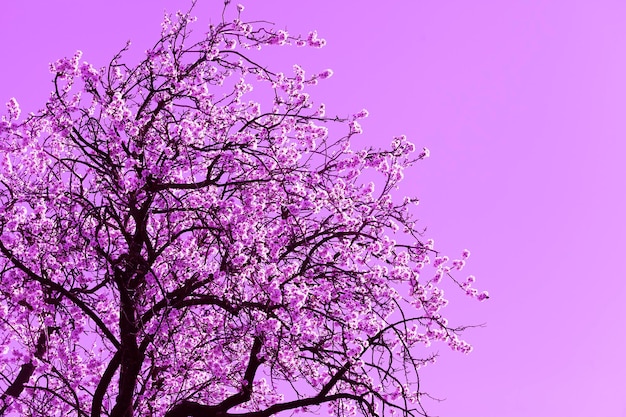 Foto fondo de paisaje con flor de almendro