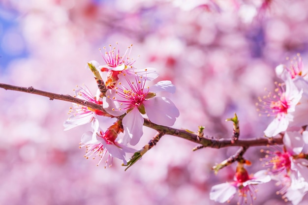 Foto fondo de paisaje con flor de almendro