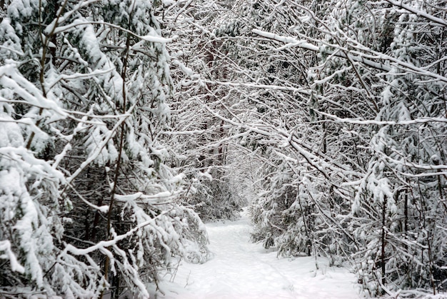 Fondo, paisaje - matorral de bosque de invierno después de las nevadas