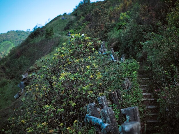 El fondo del paisaje de la naturaleza.