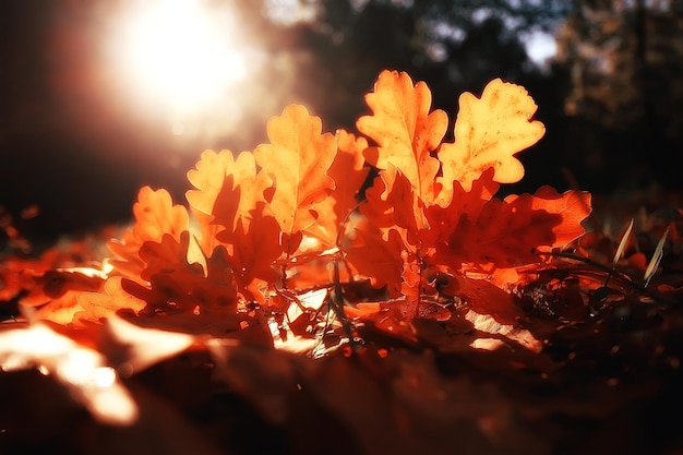 Fondo de paisaje otoñal con hojas amarillas / día soleado de otoño, los rayos del sol al atardecer en un hermoso bosque amarillo, hojas caídas, otoño