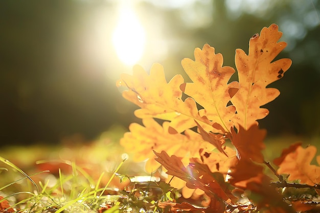fondo de paisaje otoñal con hojas amarillas / día soleado de otoño, los rayos del sol al atardecer en un hermoso bosque amarillo, hojas caídas, otoño