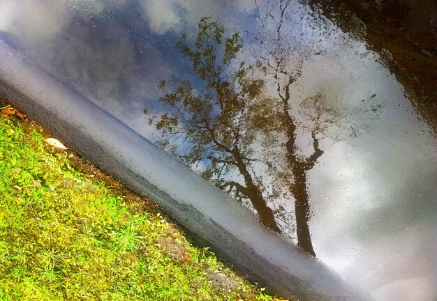 Fondo de paisaje de reflexión de árbol dramático