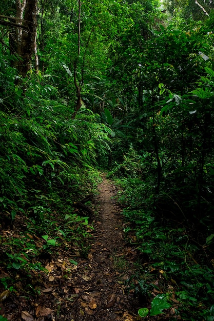 Fondo de paisaje de sendero de bosque