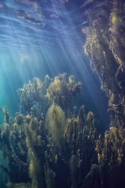 Fondo de paisaje submarino de manglares / arbustos y árboles abstractos en el agua, agua transparente naturaleza eco