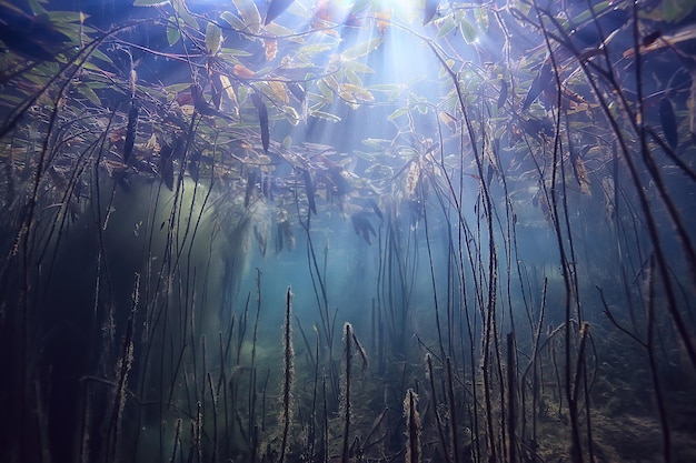 Fondo de paisaje submarino de manglares / arbustos y árboles abstractos en el agua, agua transparente naturaleza eco