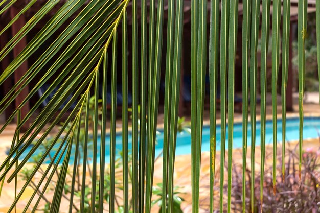 Fondo de palmera de coco africana Fondo natural
