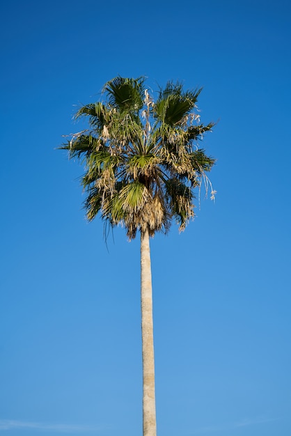 Fondo de palmera