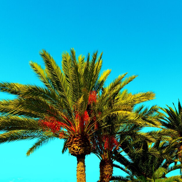 Fondo de palmeras. Islas Canarias. Mínimo de viaje