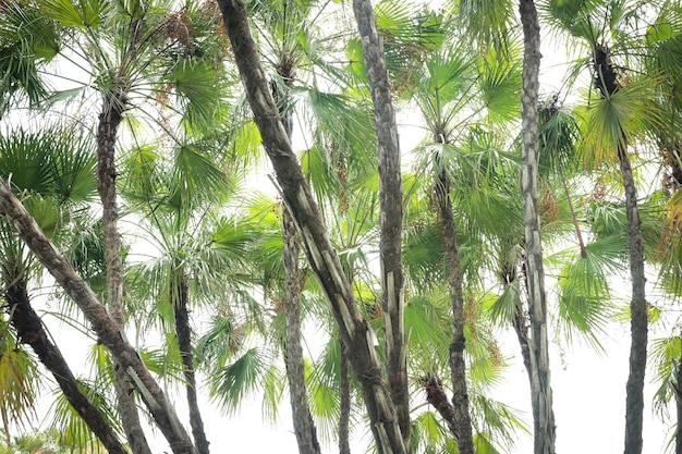 Fondo de palmeras ornamentales en el jardín.